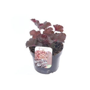 Heuchera Melting Fire