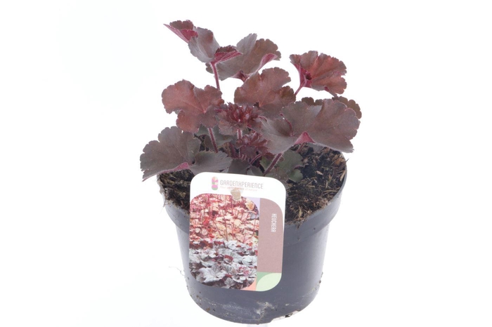 <h4>Heuchera Melting Fire</h4>