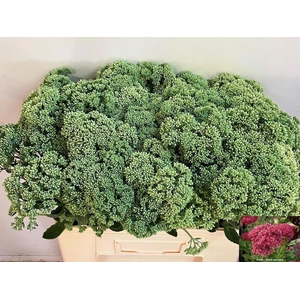 SEDUM SPECTABILE