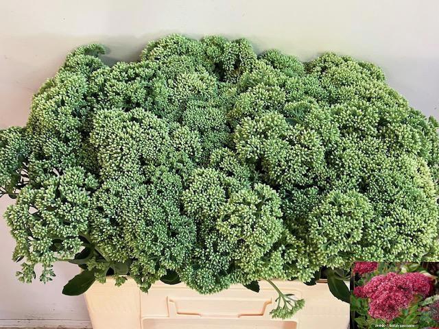 <h4>SEDUM SPECTABILE</h4>