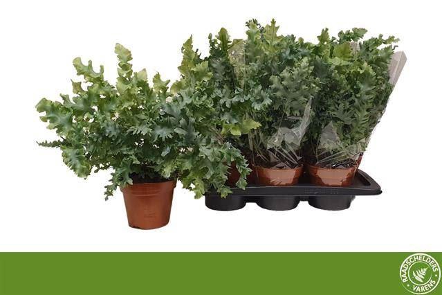 <h4>Phlebodium aureum 'Davana'</h4>