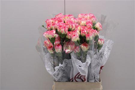 <h4>Di St Ali Baba</h4>