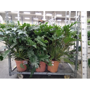 Philodendron xanadu