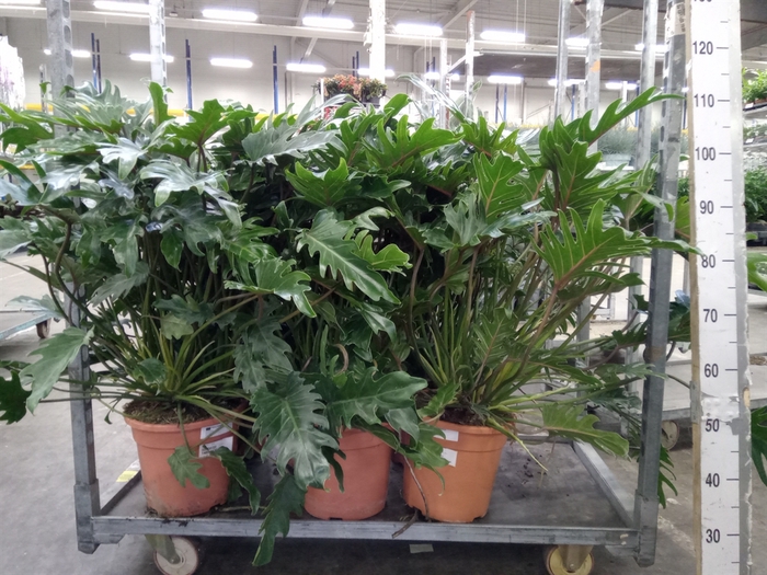 <h4>Philodendron xanadu</h4>