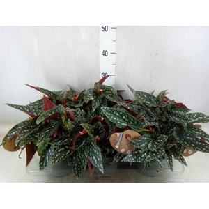 Begonia BD mac. 'Spotlight Green'