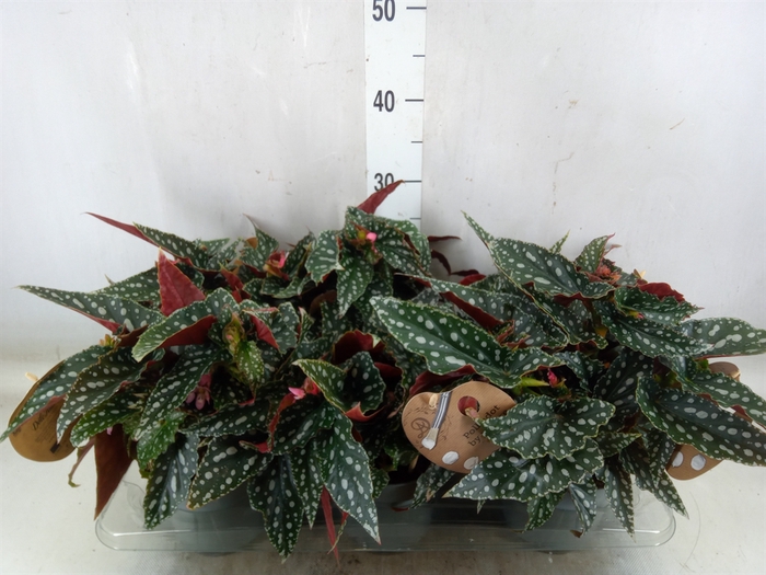 <h4>Begonia BD mac. 'Spotlight Green'</h4>