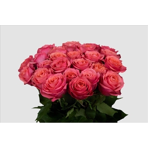 Rosa ec constanza