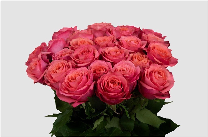 <h4>Rosa ec constanza</h4>