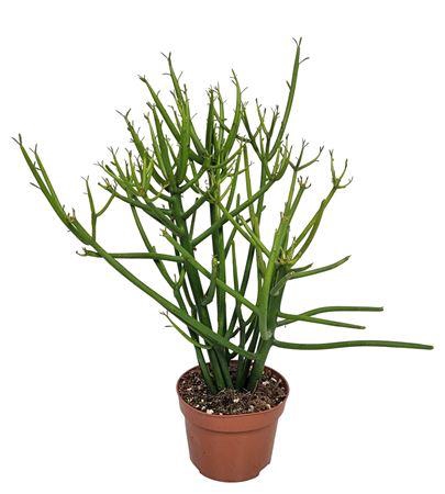 <h4>Euphorbia Tirucalli</h4>