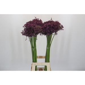 Allium Miami