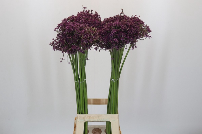 <h4>Allium Miami</h4>