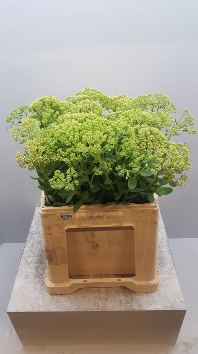 SEDUM SPECTABILE