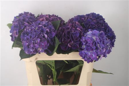 <h4>Hydr M Royal King</h4>