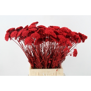 DF Achillea Paint Bs Red