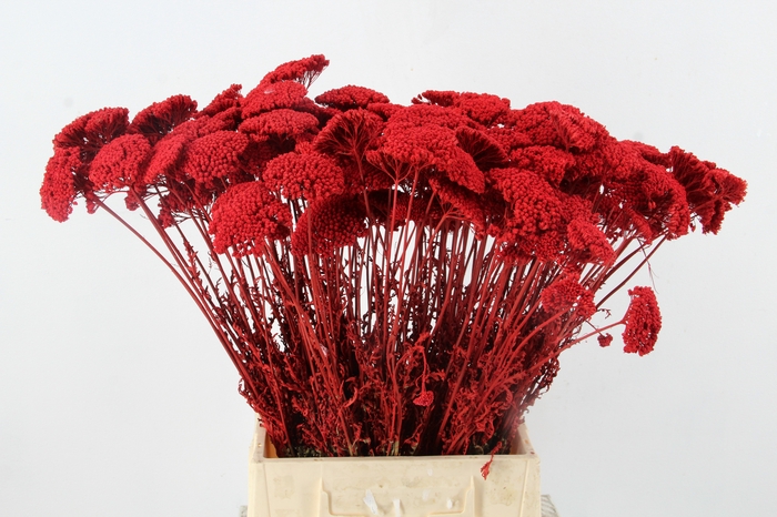 <h4>DF Achillea Paint Bs Red</h4>