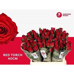 R Gr Red Torch