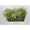 Chamelaucium Ofir