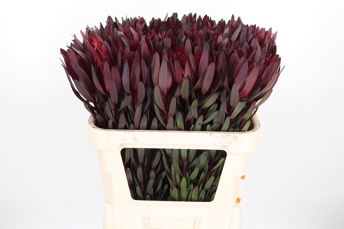 <h4>Leucadendron Safari Sunset</h4>