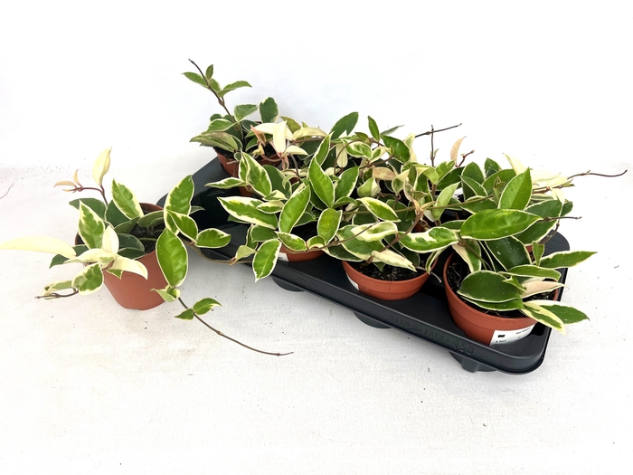 <h4>HOYA C KRIMSON QUEEN</h4>