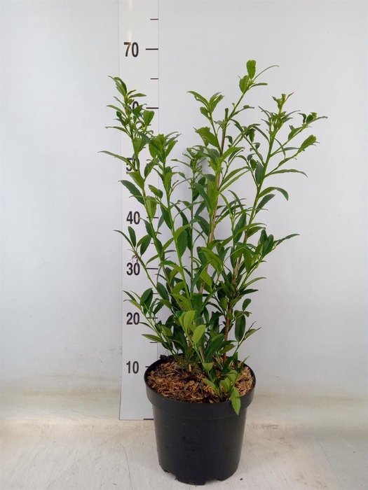 <h4>Prunus lauroc.</h4>