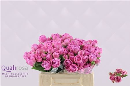 <h4>R Tr Misty Bubbles Qualirosa</h4>