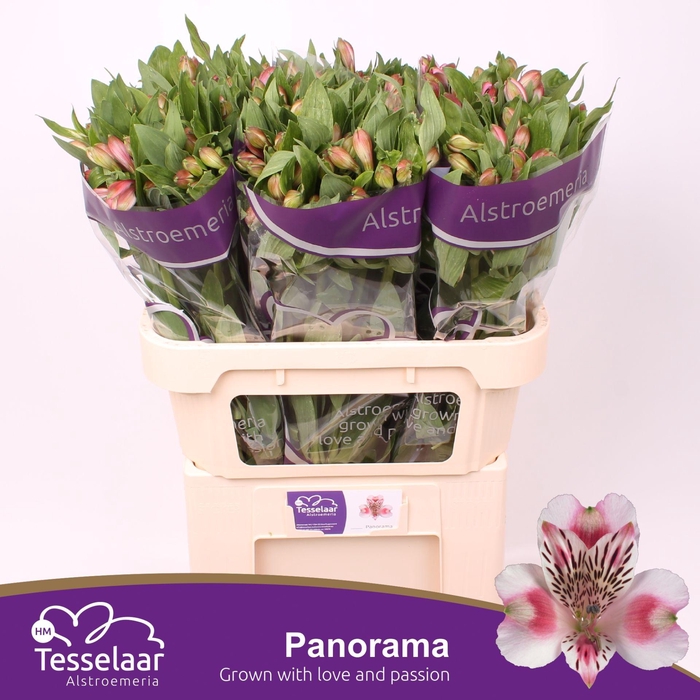 <h4>Alstroemeria Panorama</h4>