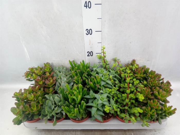 <h4>Crassula   ...mix</h4>