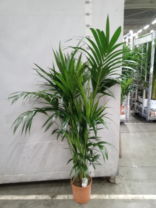 <h4>Howea forsteriana</h4>