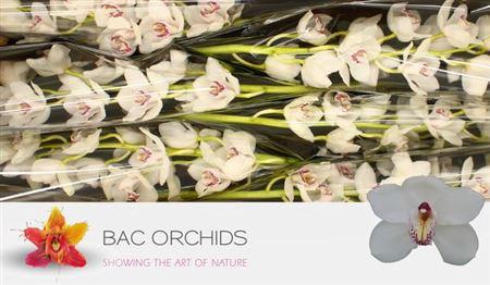 <h4>Cymb T Vanity</h4>