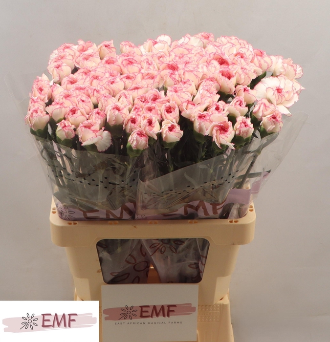 <h4>DI ST PASTEL DAMASCU</h4>