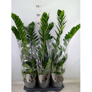 Zamioculcas zamiifolia