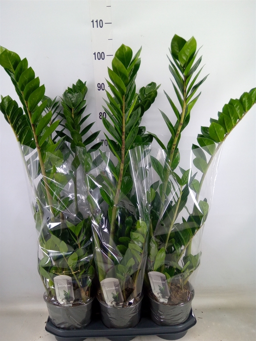 <h4>Zamioculcas zamiifolia</h4>