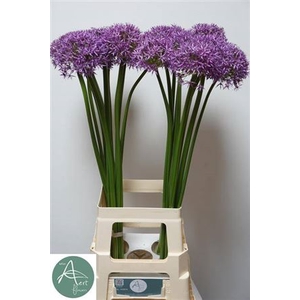 Allium Grootbloemig Wizzard
