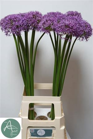 <h4>Allium Grootbloemig Wizzard</h4>