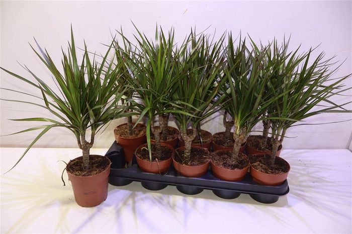 <h4>arr8 Dra Marginata</h4>