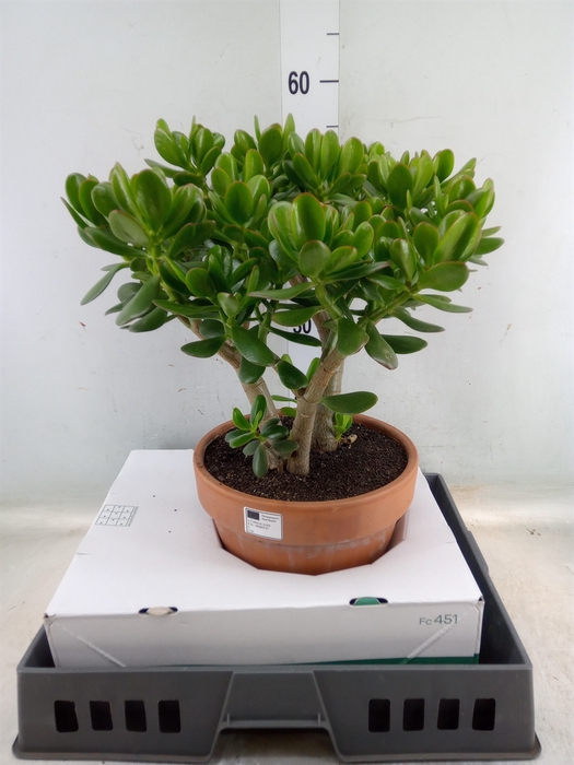 <h4>Crassula ovata</h4>