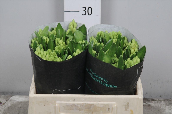 <h4>Hyac China White</h4>