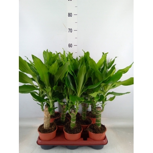 Dracaena frag. 'Steudneri'