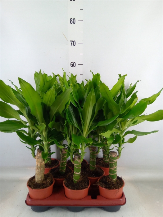 <h4>Dracaena frag. 'Steudneri'</h4>