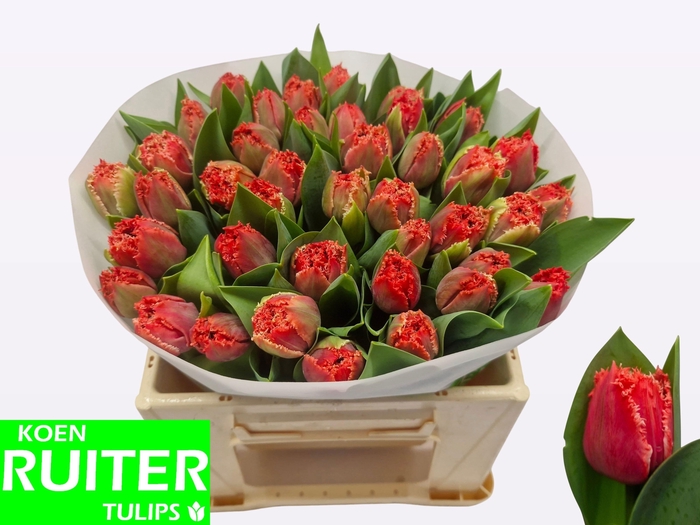 <h4>TU FR BENDIGO</h4>