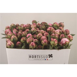 Paeo L Sarah Bernhard Pink Ex