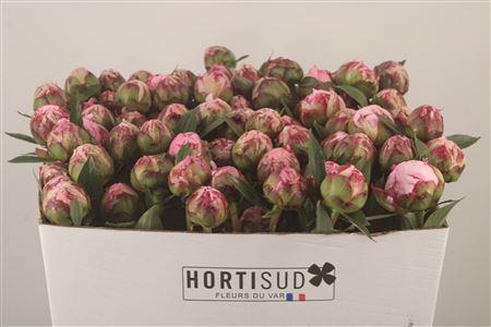 <h4>Paeo L Sarah Bernhard Pink Ex</h4>