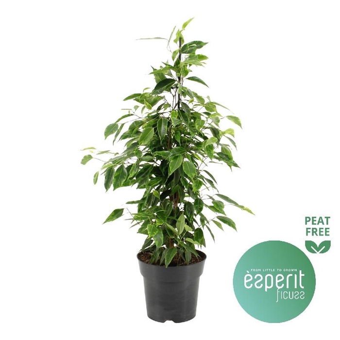 <h4>Ficus Benjamina Anastasia</h4>