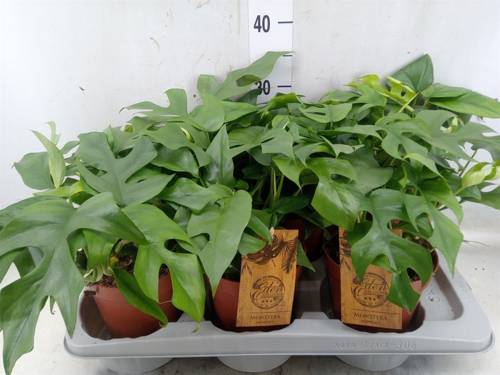 <h4>Monstera   ...</h4>