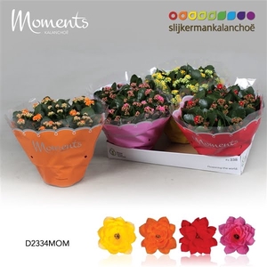 Kalanchoe Moments - 4 Colors Mix