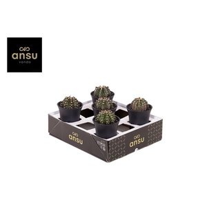 Gymno Cactus 'T-Rex' XL