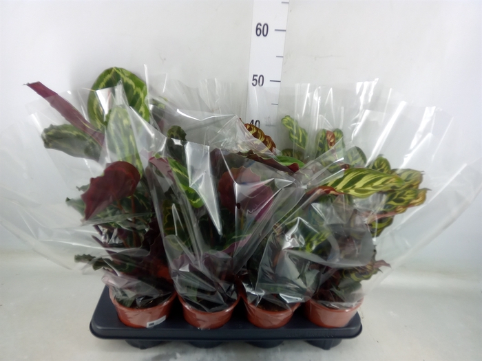 <h4>Calathea   ...mix</h4>