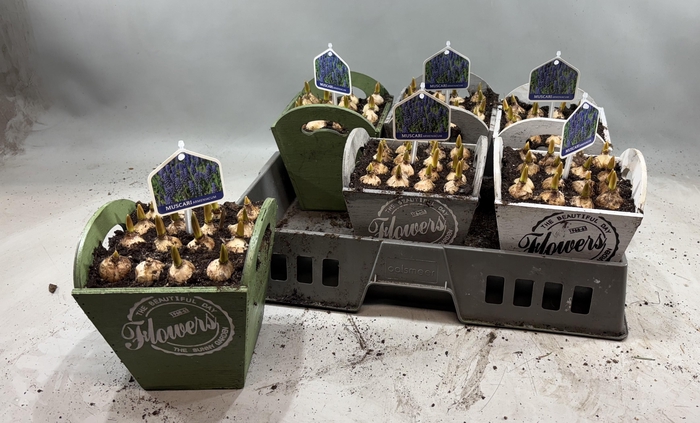 <h4>ARR MUSCARI</h4>