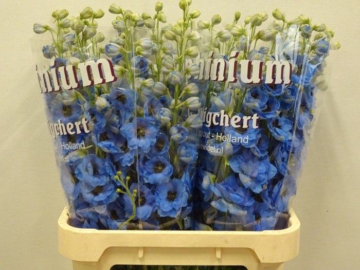 <h4>DELPH DU DEW BLU SMI</h4>