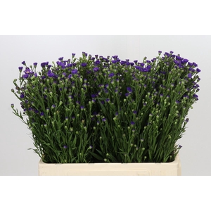 Aster Casamare